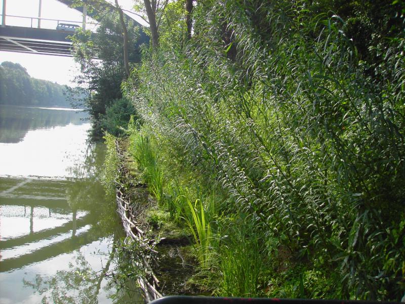 Gabions végétalisés