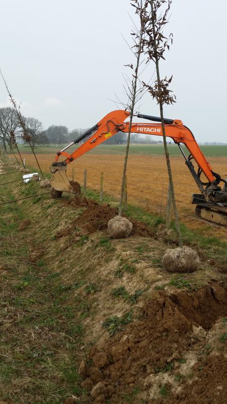 Plantation de hauts de tiges