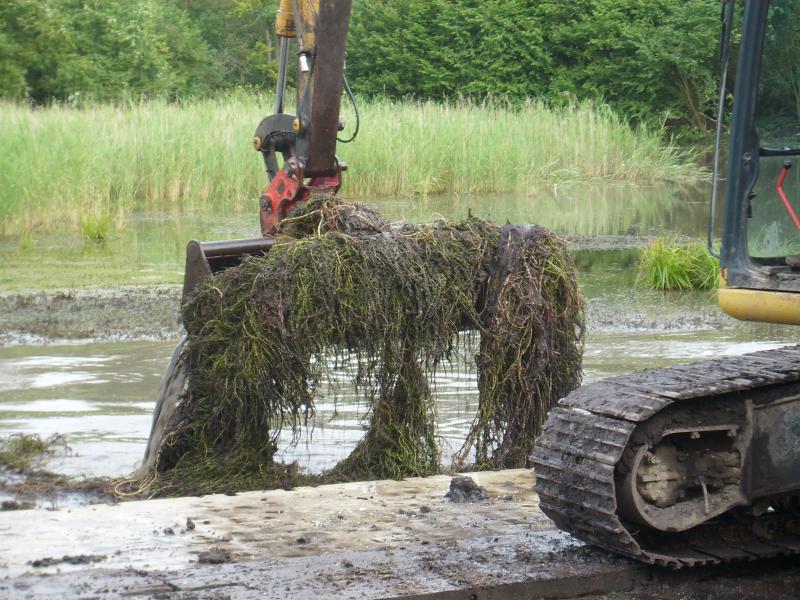 Elimination d’un foyer de myriophylle sur une mare de gabion