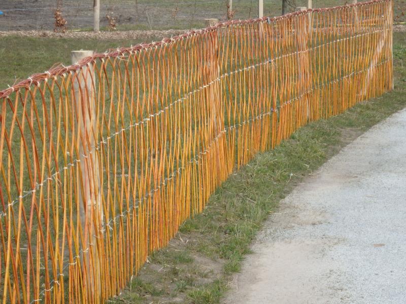 Plantation de haie en saule tressé 