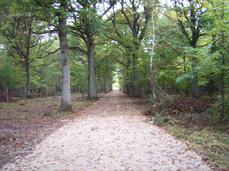 Piste forestière, propriété privée (78)