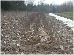 Planches de jeunes plants de châtaigniers 